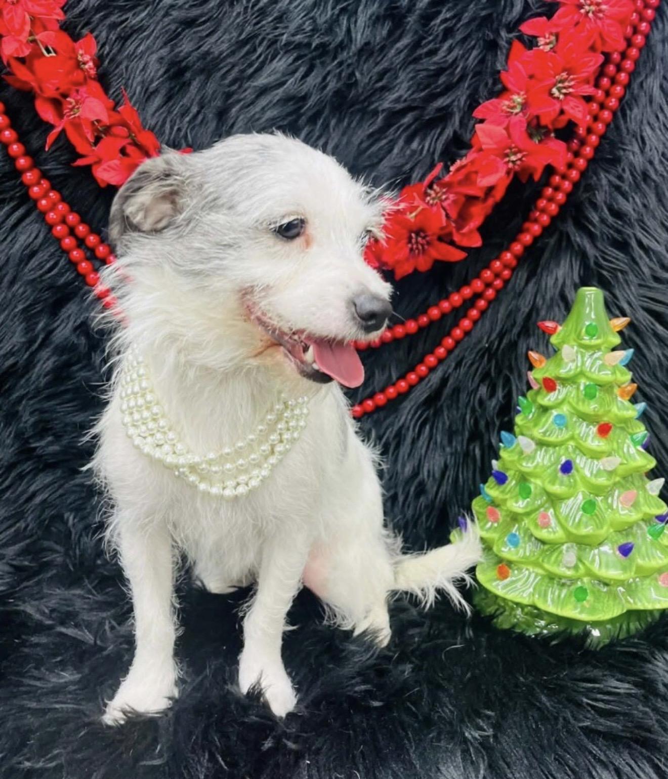 Enlarge Emma, a Adoptable mixed breed in Hartford, CT image 2/3