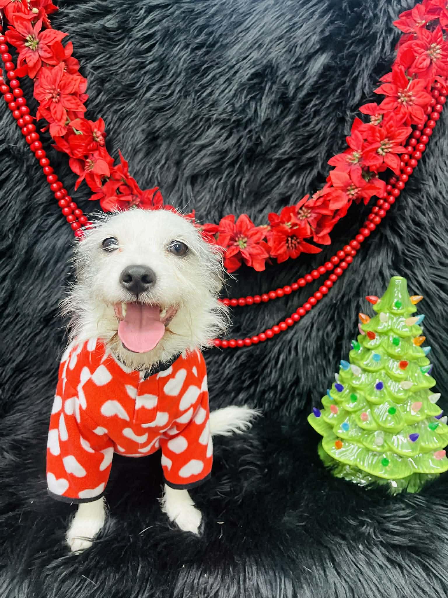 Enlarge Emma, a Adoptable mixed breed in Hartford, CT image 3/3