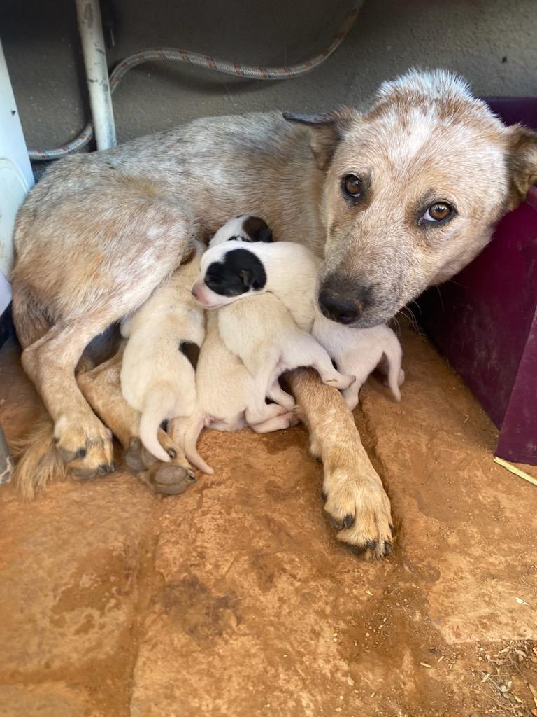 Australian Cattle Dog / Blue Heeler mix Puppy 1, rescued from desert, ADOPTABLE, Puppy Male Australian Cattle Dog / Blue Heeler.