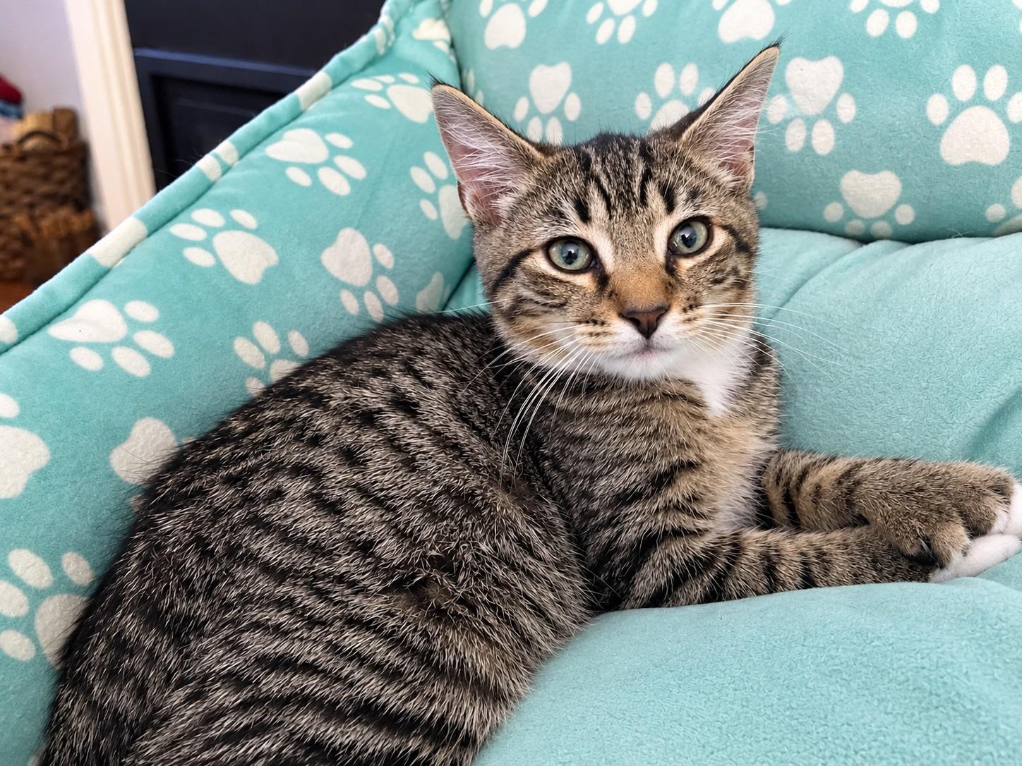 Enlarge Zander, a Adopted Domestic Short Hair in Westfield, NJ image 1/1