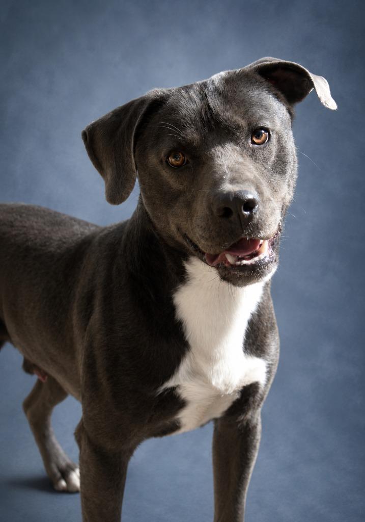 Baloo 26, a Adoptable mixed breed in Brookhaven, MS image 4/4