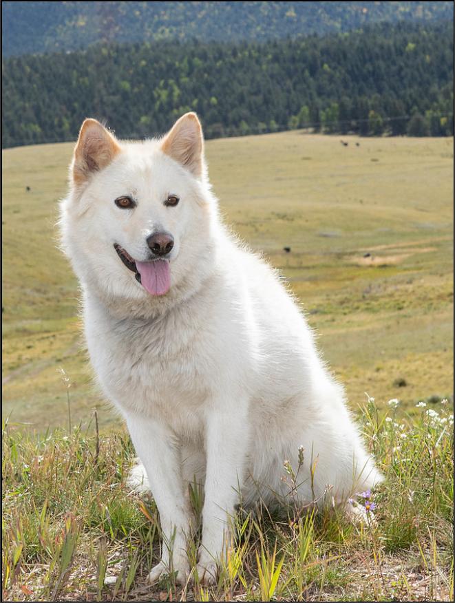 Enlarge Alaska, a Adoptable mixed breed in Divide, CO image 1/4
