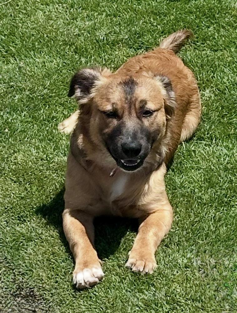 Nate, Adoptable, Puppy Male Terrier & Shepherd.