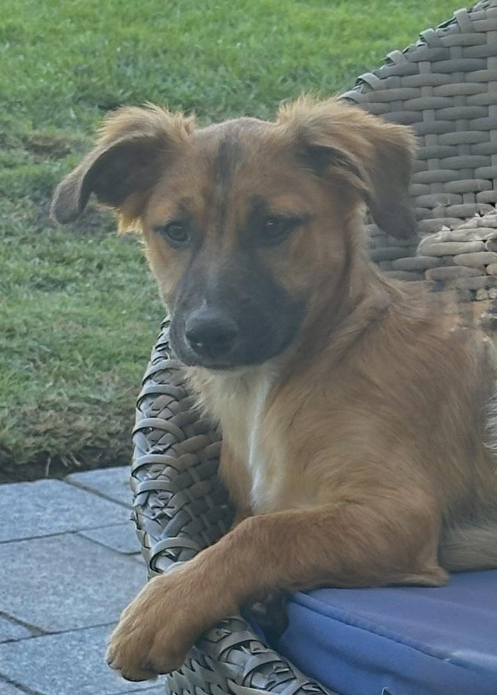 Enlarge Nate, a Adoptable mixed breed in Escondido, CA image 3/4