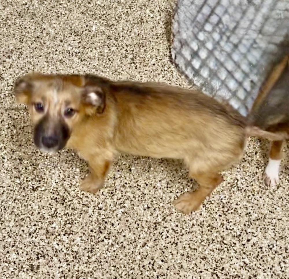 Enlarge Nate, a Adoptable mixed breed in Escondido, CA image 4/4