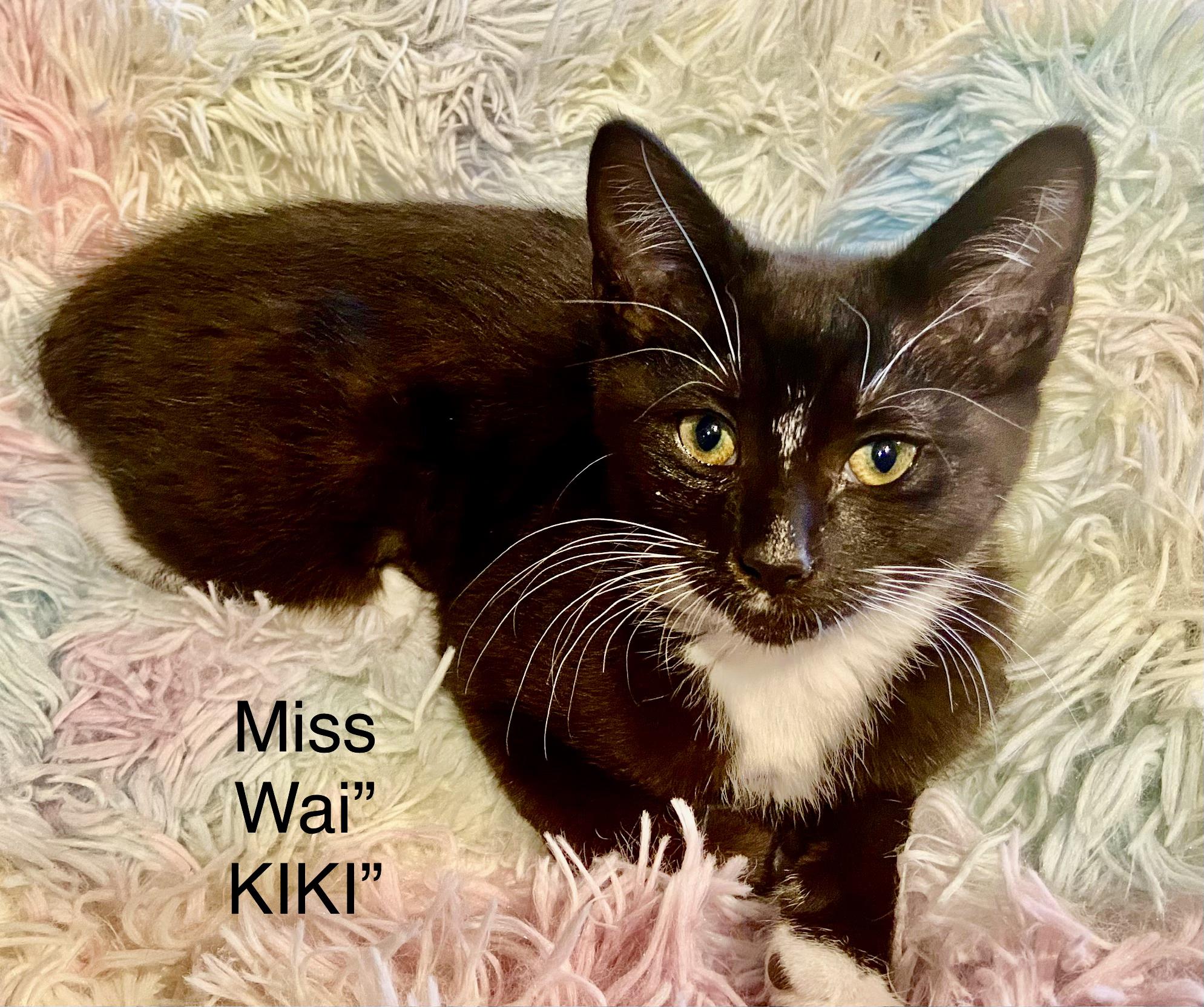 Miss Waikiki "Kiki", ADOPTABLE, Kitten Female Domestic Short Hair.