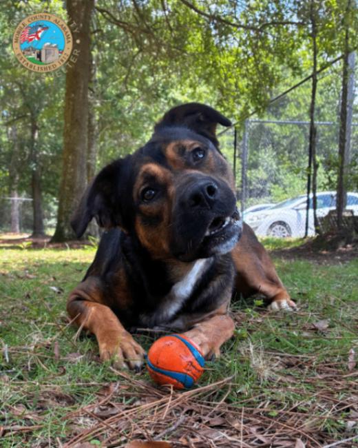 Ozzie, Adoptable, Adult Male Collie.