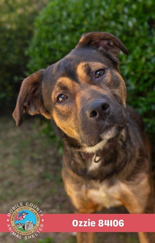 Ozzie, a Adoptable Collie in Mobile, AL image 2/6