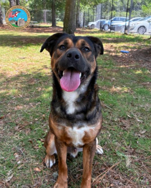 Ozzie, a Adoptable Collie in Mobile, AL image 3/6