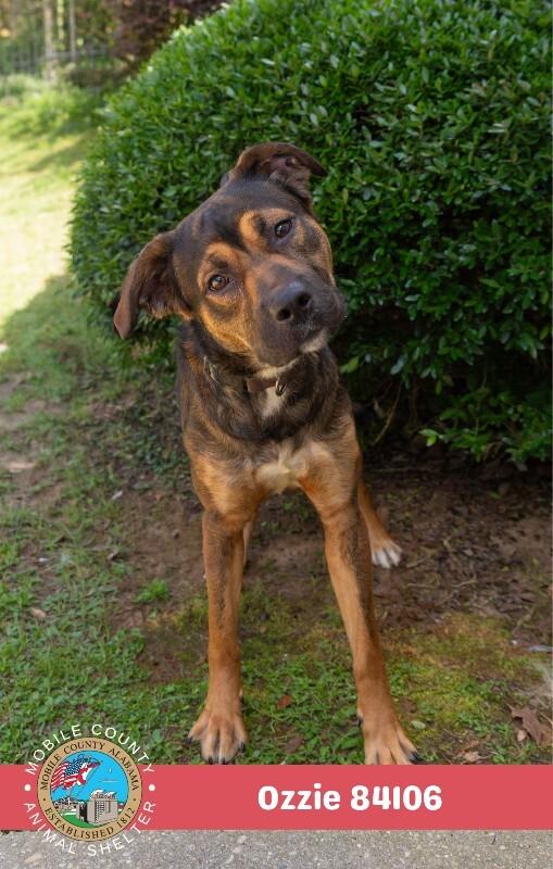 Ozzie, a Adoptable Collie in Mobile, AL image 6/6