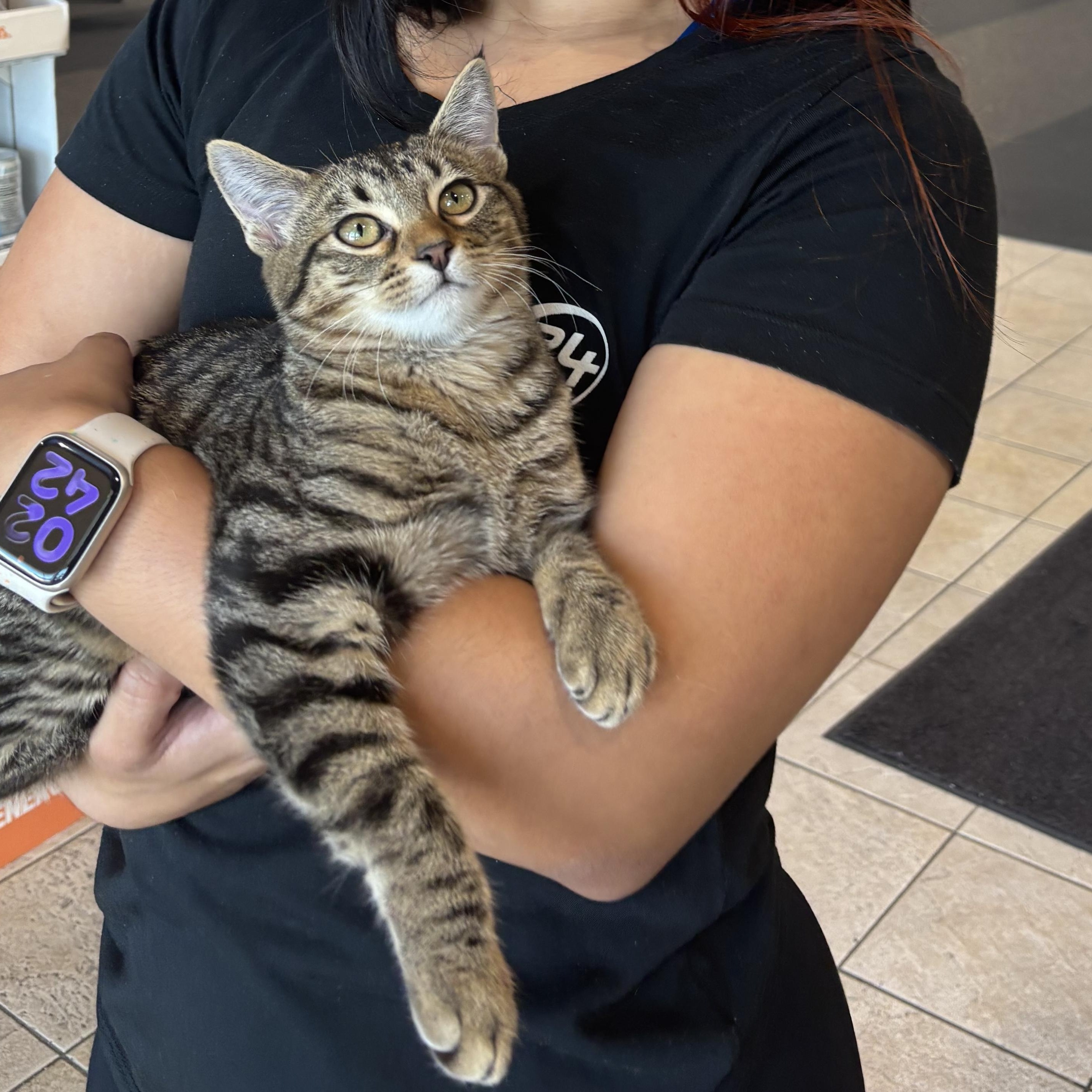 Enlarge Pipsqueak, a Adoptable American Shorthair in Plano, TX image 1/3