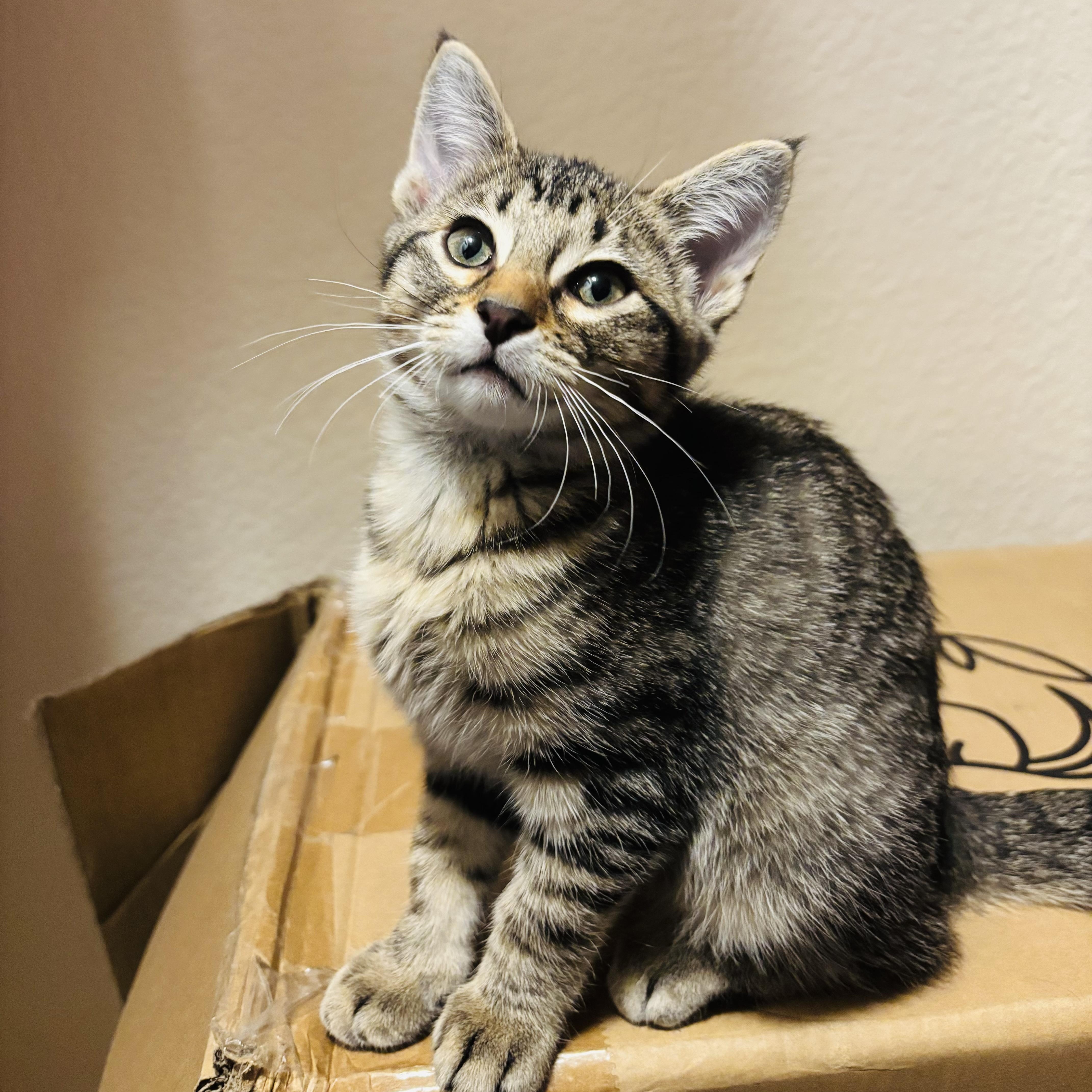 Enlarge Pipsqueak, a Adoptable American Shorthair in Plano, TX image 2/3