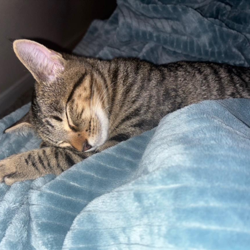 Enlarge Pipsqueak, a Adoptable American Shorthair in Plano, TX image 3/3