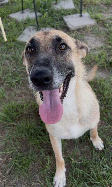 PENNY, Adoptable, Adult Female German Shepherd Dog.