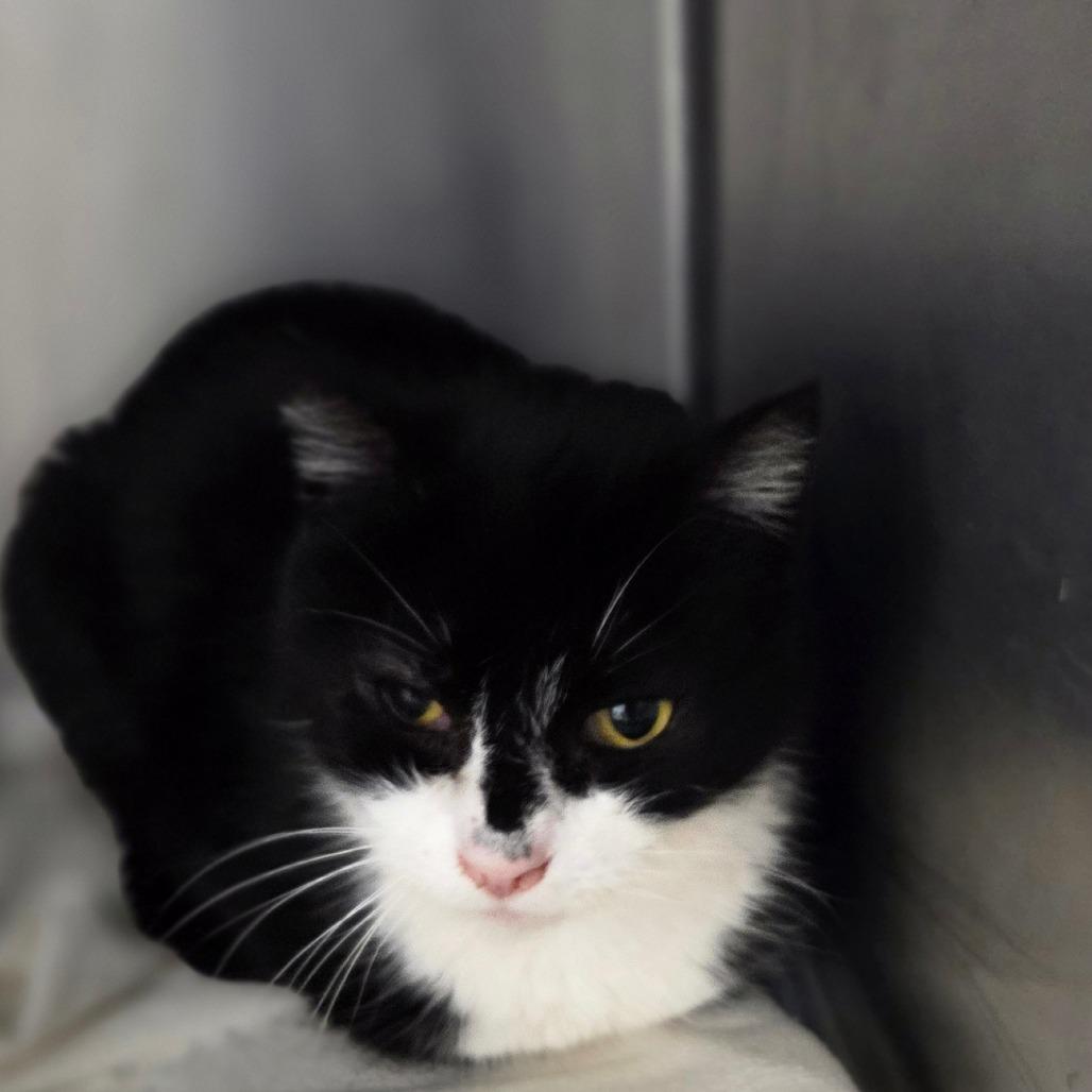 Enlarge Giselle, a Adoptable Domestic Short Hair in Oneonta, NY image 2/2