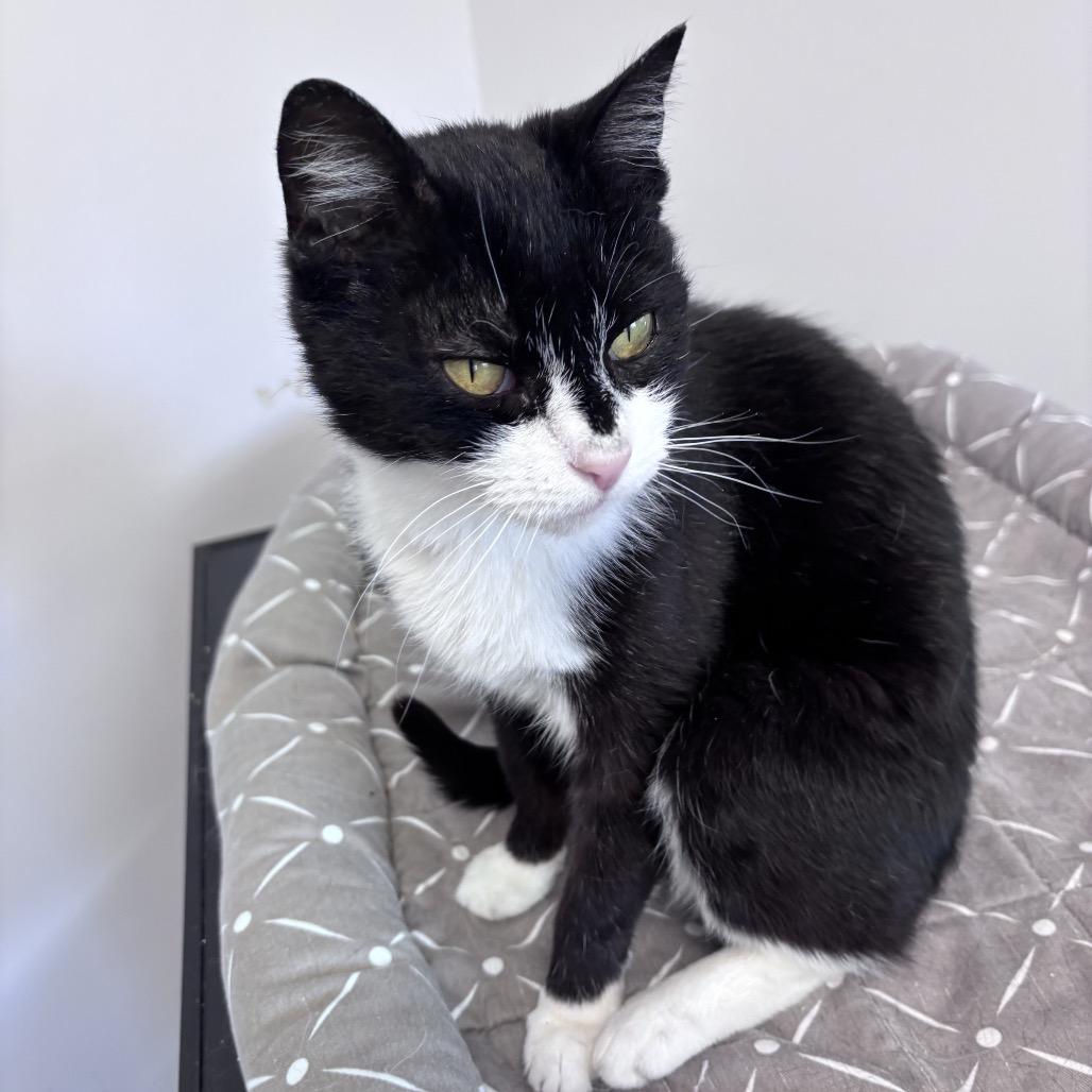 Giselle, a Adoptable Domestic Short Hair in Oneonta, NY image 3/4