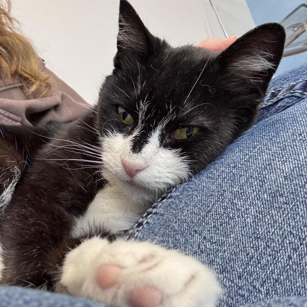 Giselle, a Adoptable Domestic Short Hair in Oneonta, NY image 4/4