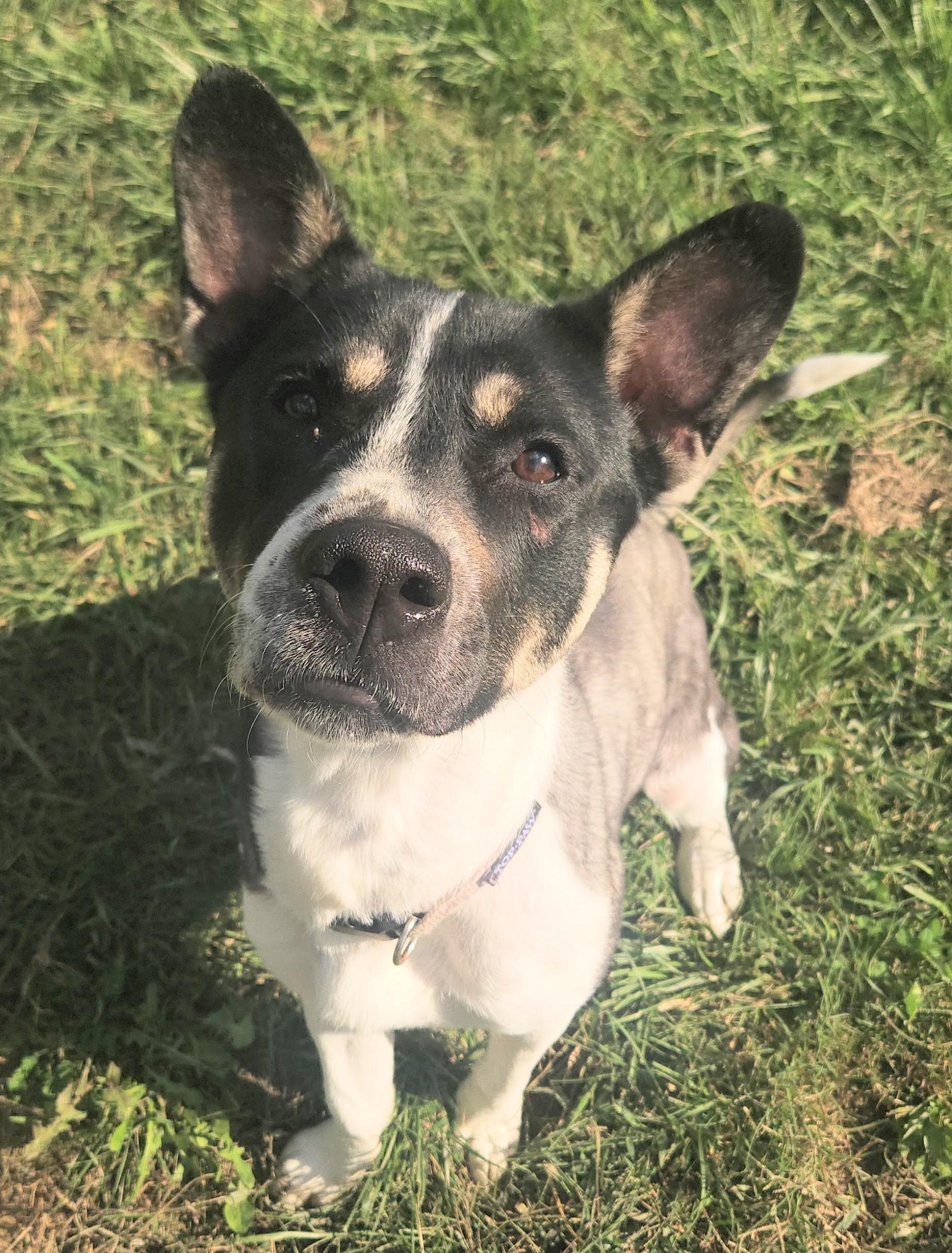 Enlarge Velma, a Adoptable mixed breed in Berea, KY image 1/1