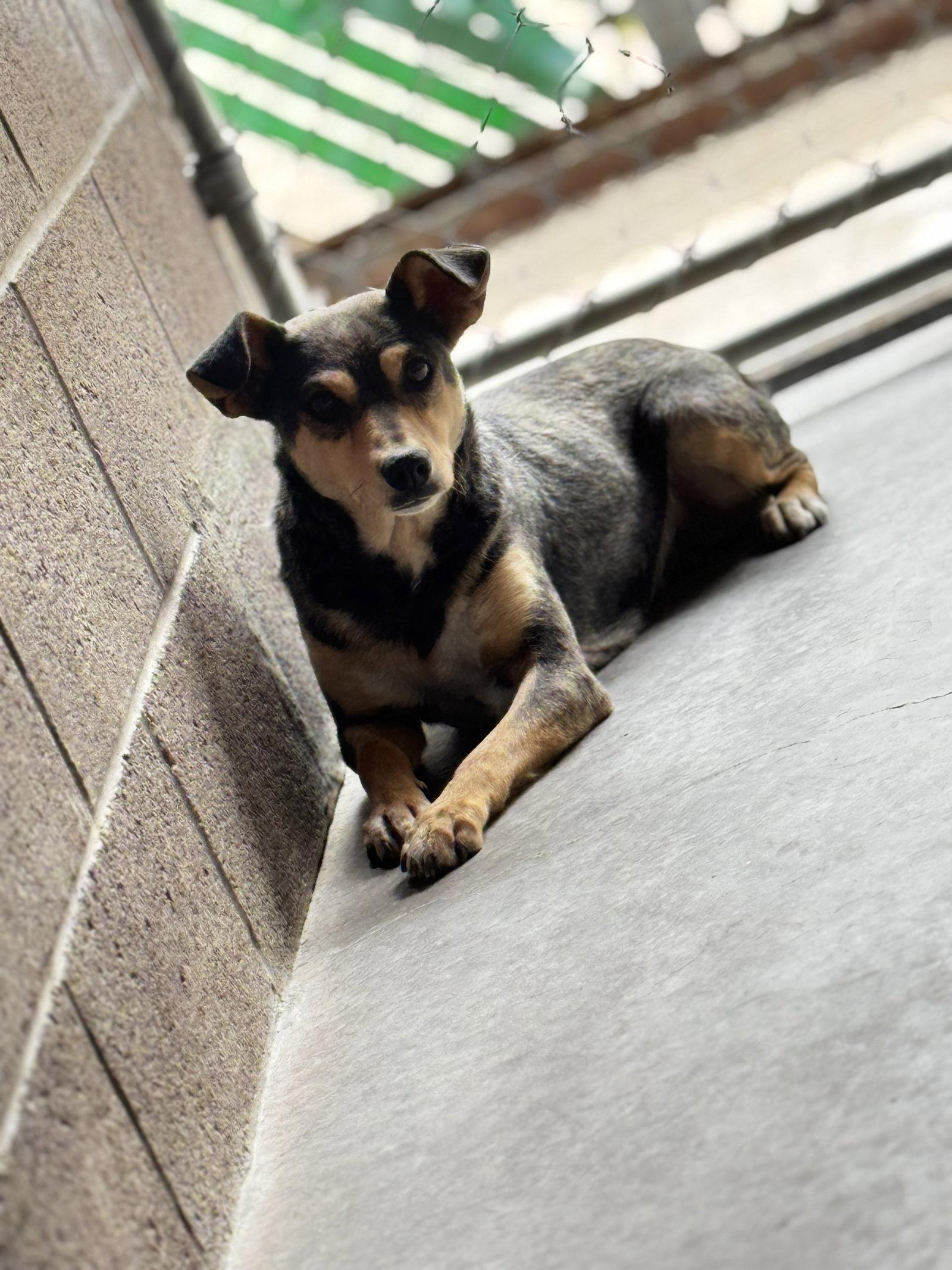 Bindi, Adoptable, Young Female Chihuahua.