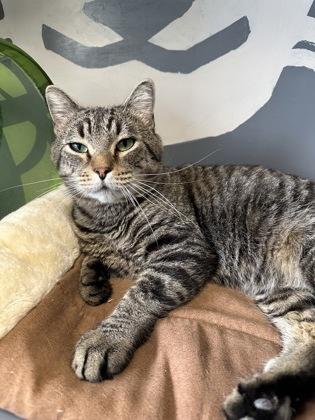 Alivea, a Adoptable mixed breed in DeKalb, IL image 1/3