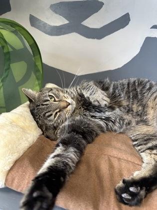 Alivea, a Adoptable mixed breed in DeKalb, IL image 3/3