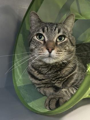 Alivea, a Adoptable mixed breed in DeKalb, IL image 2/3