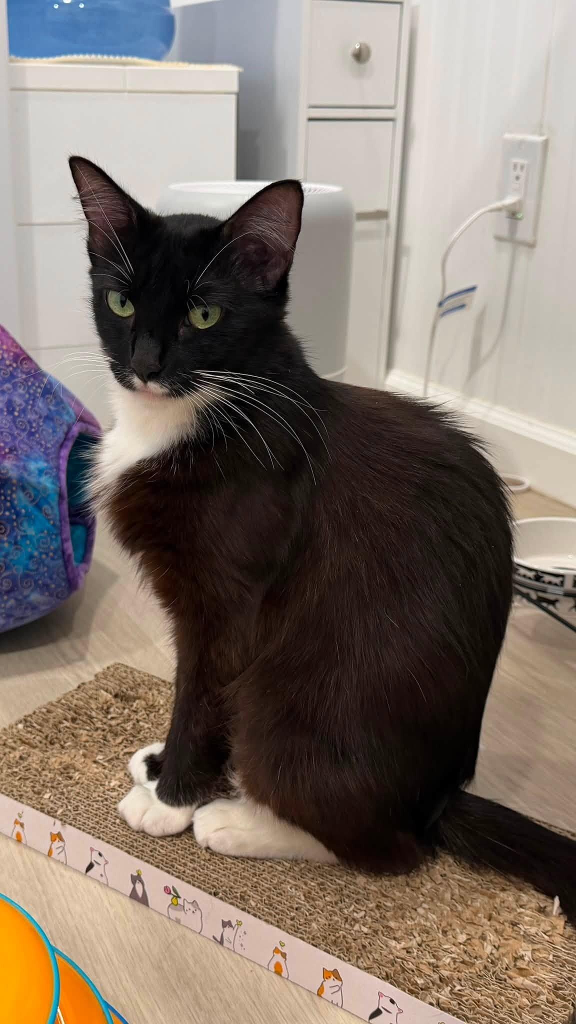 Judy, Adoptable, Adult Female Domestic Short Hair.