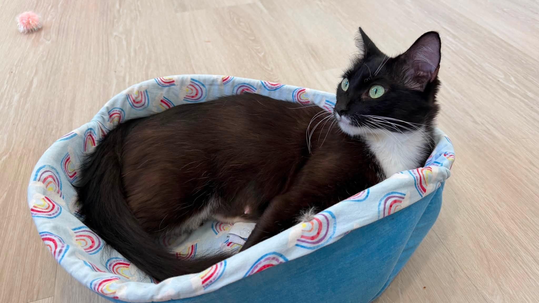 Enlarge Judy, a Adoptable Domestic Short Hair in Arlington, WA image 2/3