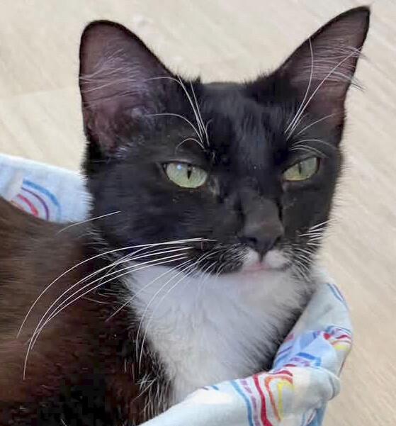 Enlarge Judy, a Adoptable Domestic Short Hair in Arlington, WA image 3/3