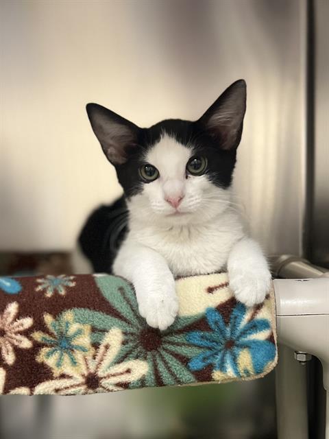 BLAIR, Adoptable, Kitten Female Domestic Short Hair.