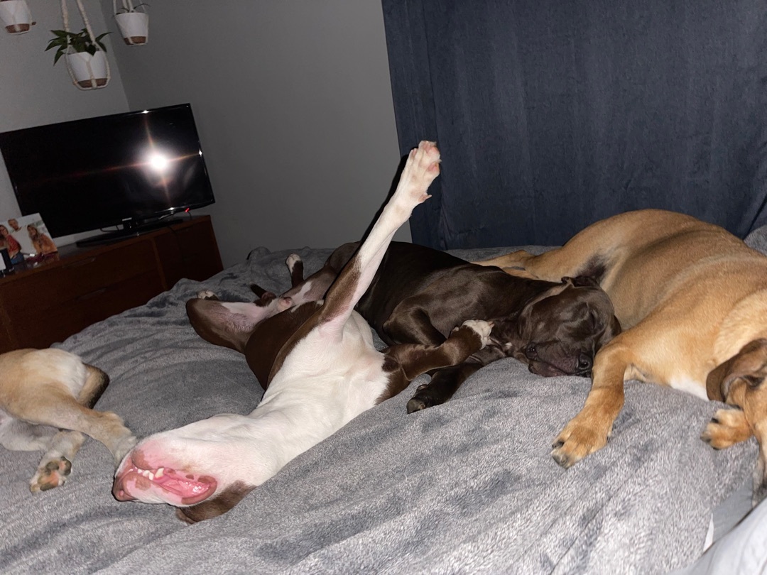 Bruno, Adopted, Young Male Staffordshire Bull Terrier & Pit Bull Terrier.