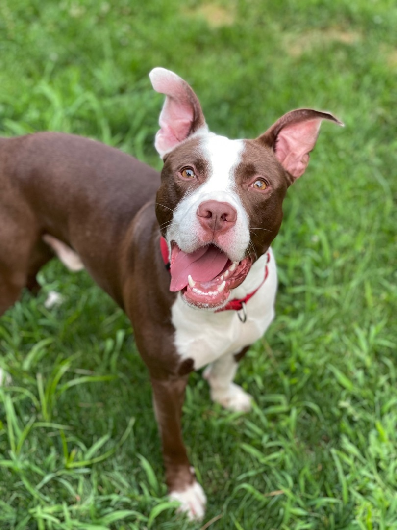 Enlarge Bruno, a Adopted mixed breed in South Deerfield, MA image 2/5