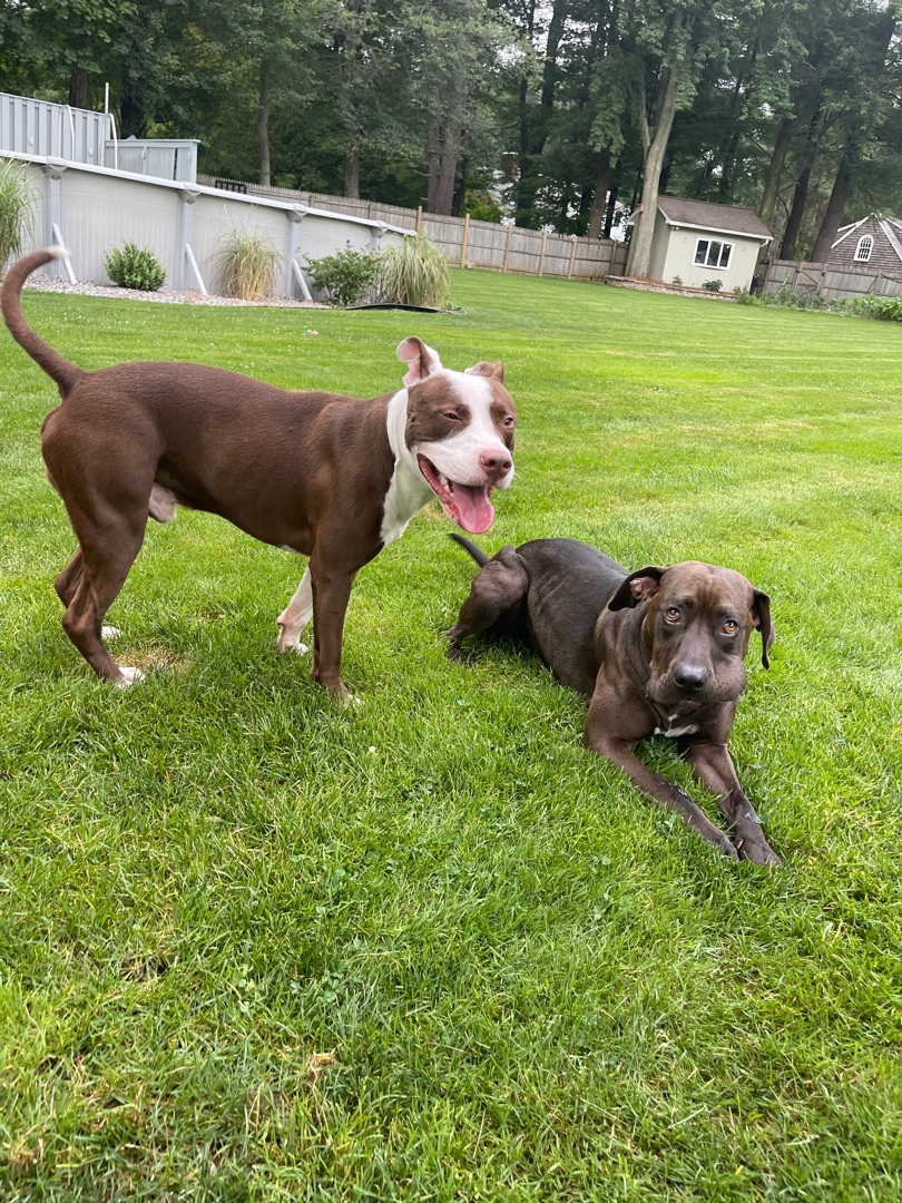 Enlarge Bruno, a Adopted mixed breed in South Deerfield, MA image 3/5