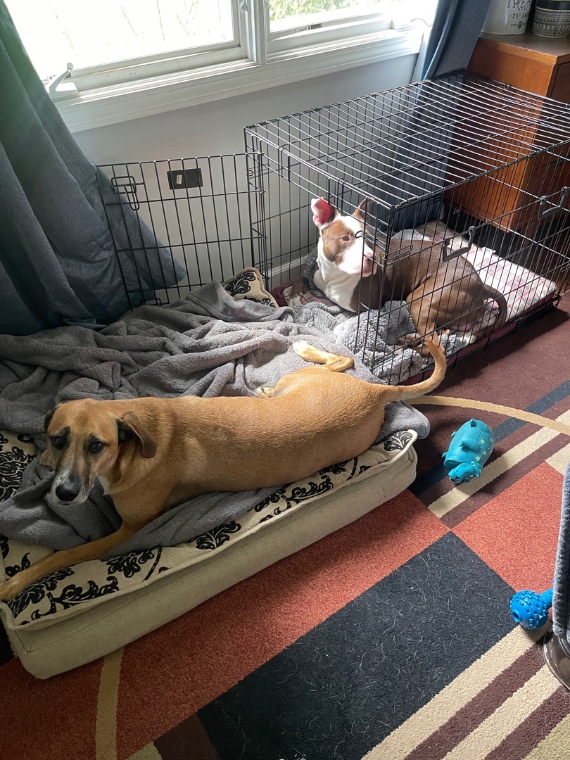 Enlarge Bruno, a Adopted mixed breed in South Deerfield, MA image 4/5