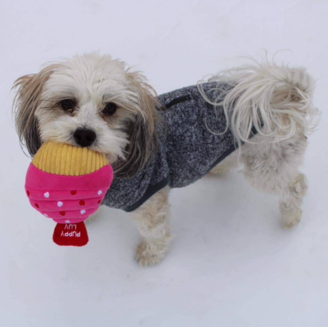 Enlarge Snoopy, a ADOPTABLE mixed breed in Fort Worth, TX image 1/5