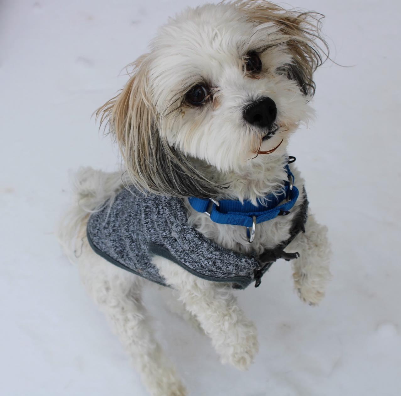 Enlarge Snoopy, a ADOPTABLE mixed breed in Fort Worth, TX image 4/5