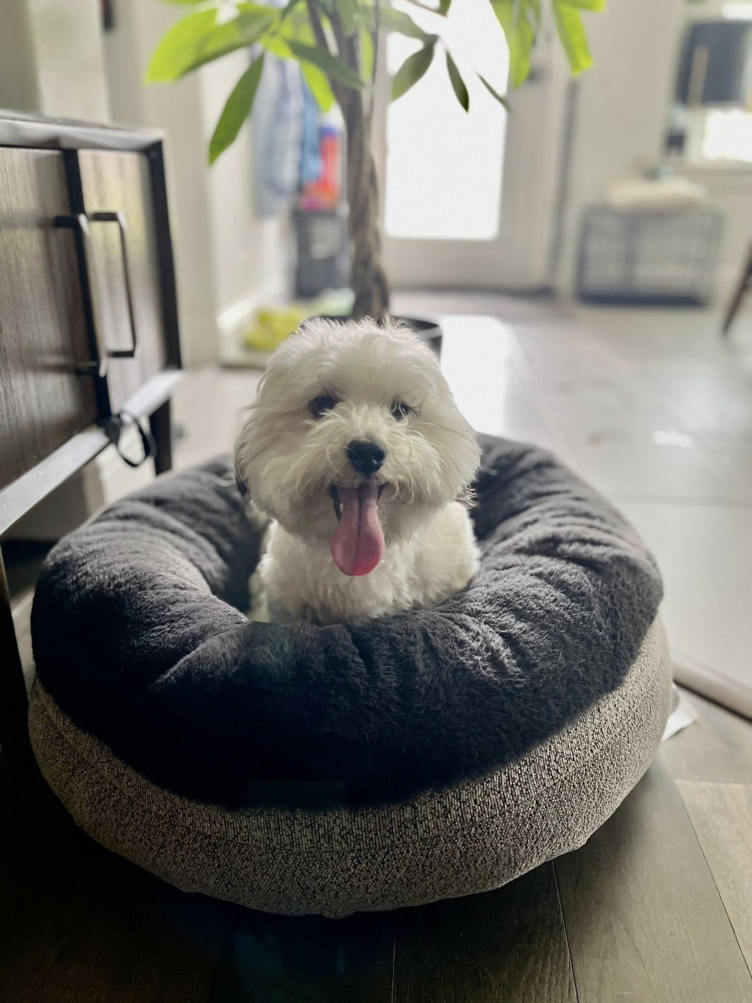 Enlarge Snoopy, a ADOPTABLE mixed breed in Fort Worth, TX image 3/5