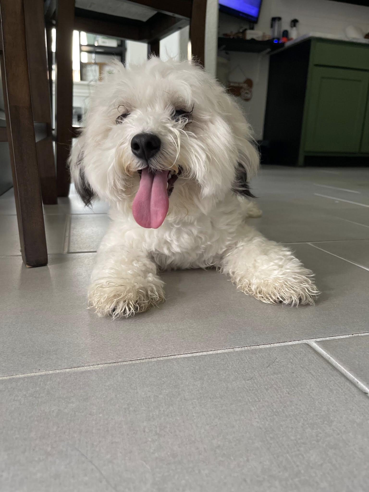 Enlarge Snoopy, a ADOPTABLE mixed breed in Fort Worth, TX image 5/5