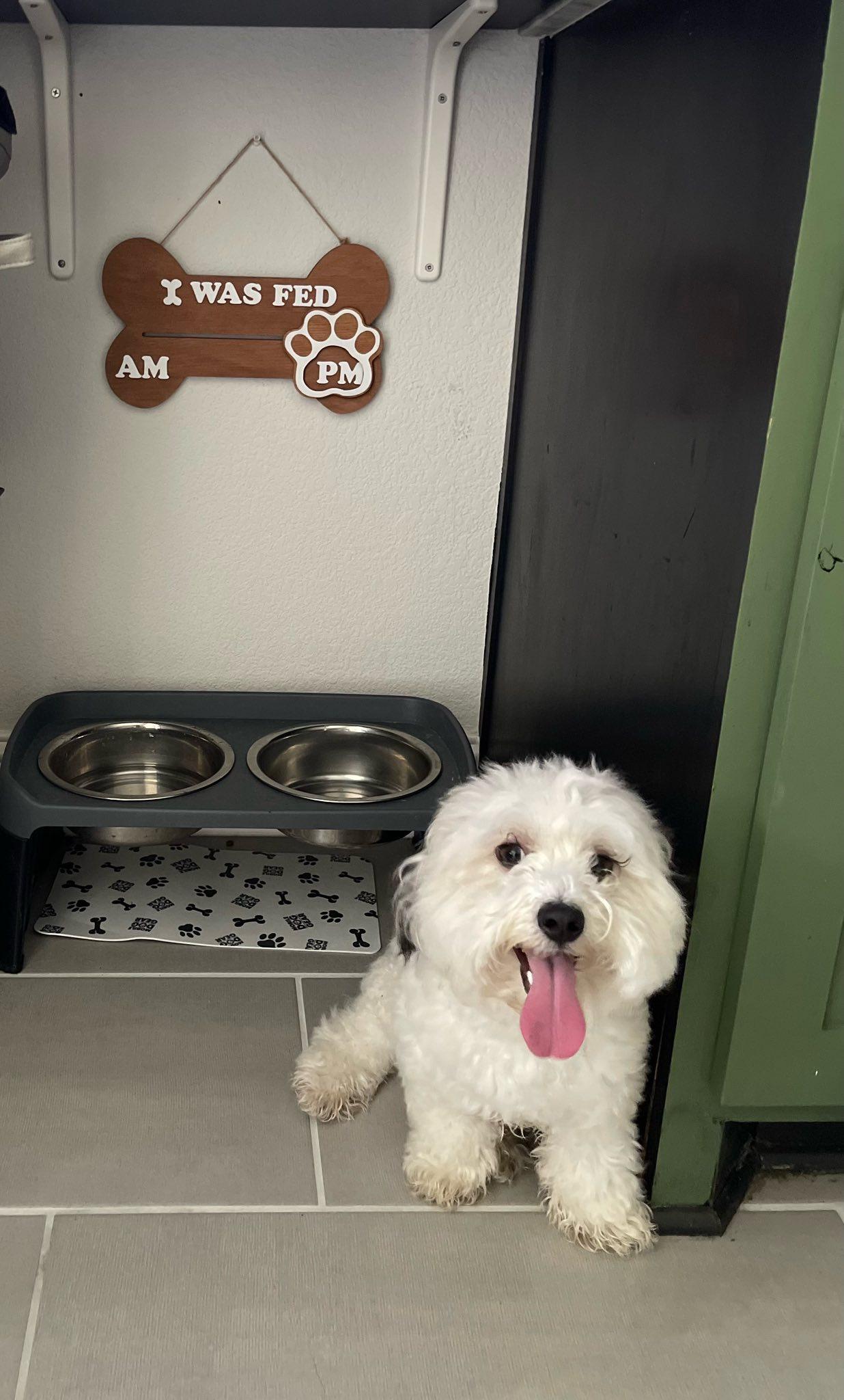 Enlarge Snoopy, a ADOPTABLE mixed breed in Fort Worth, TX image 2/5