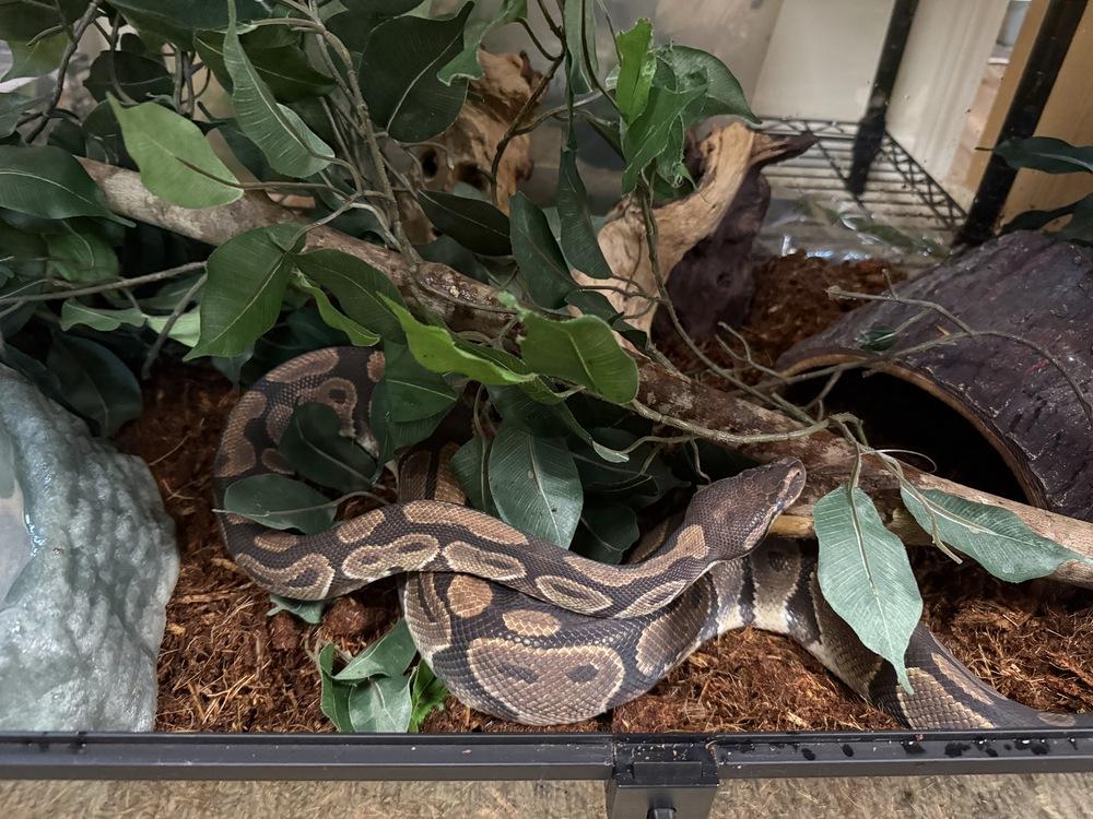 Mario, a Adoptable mixed breed in South Bend, IN image 1/6