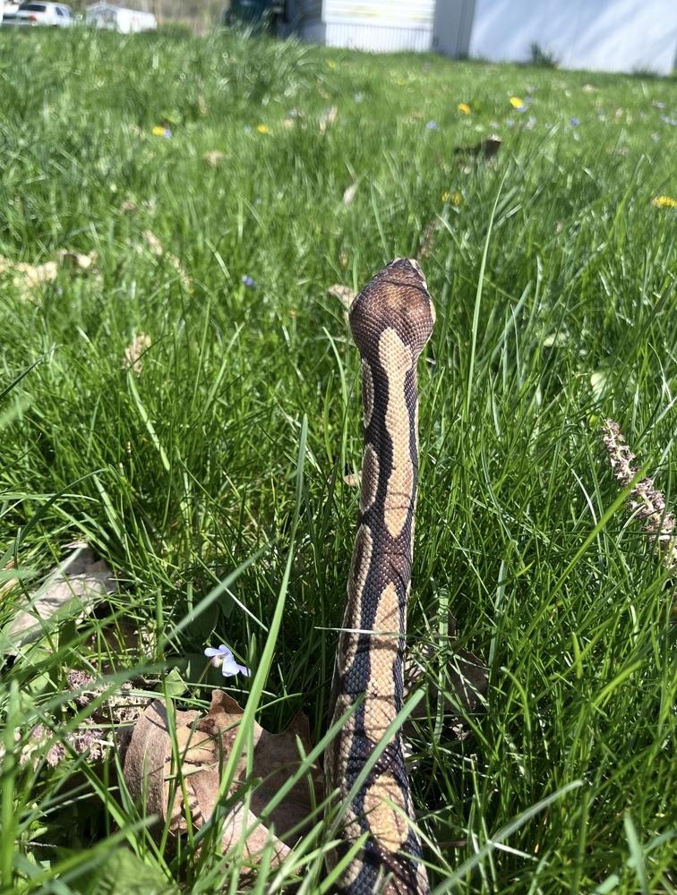 Mario, a Adoptable mixed breed in South Bend, IN image 2/6