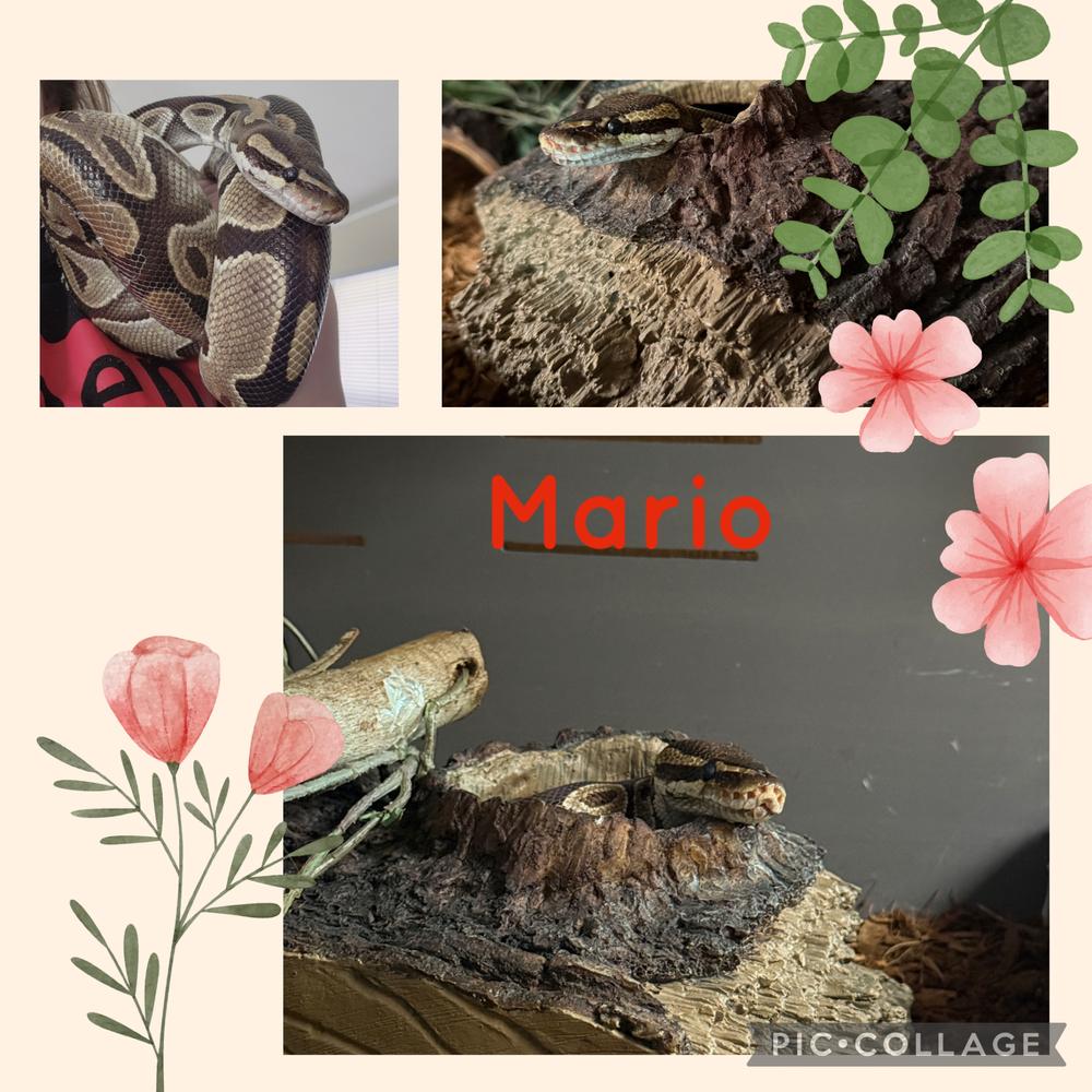 Enlarge Mario, a Adoptable mixed breed in South Bend, IN image 3/6