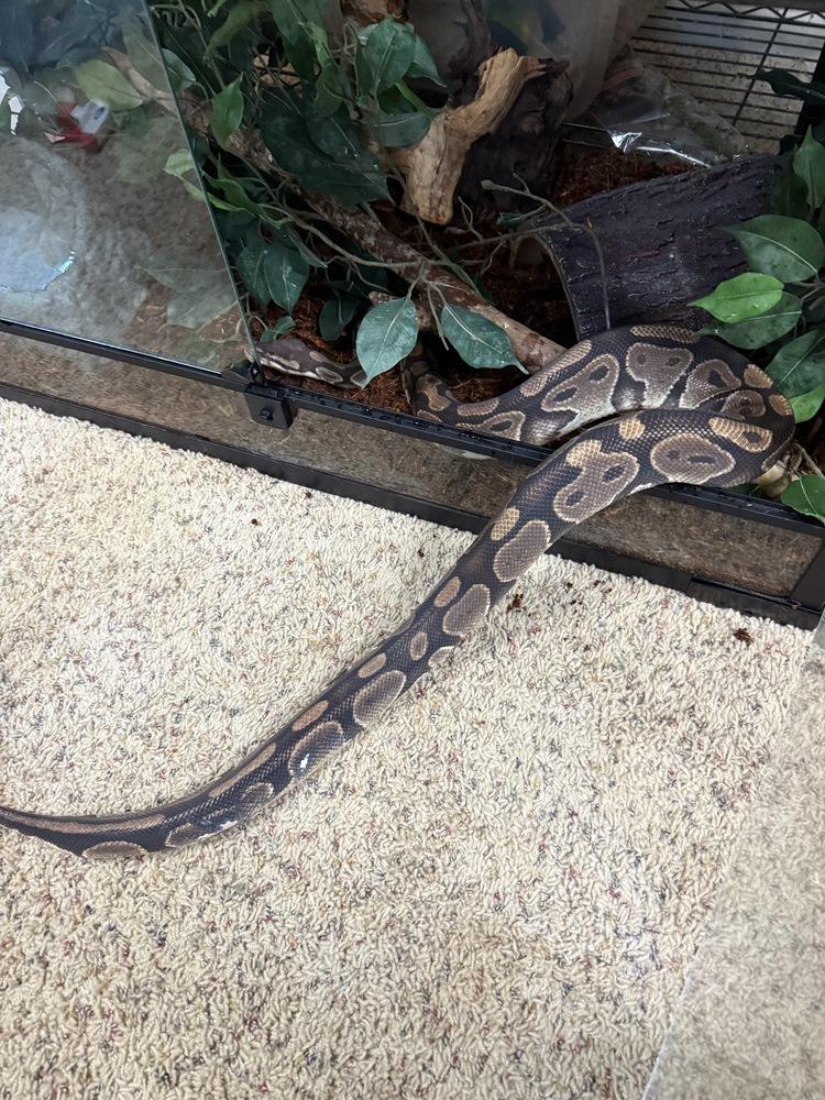 Mario, a Adoptable mixed breed in South Bend, IN image 3/6