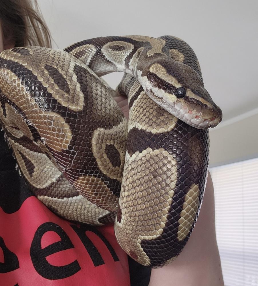 Mario, a Adoptable mixed breed in South Bend, IN image 4/6