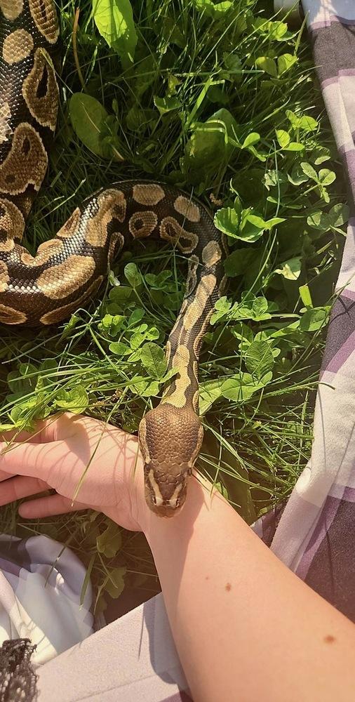 Mario, a Adoptable mixed breed in South Bend, IN image 5/6