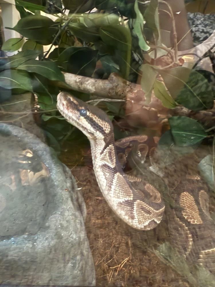 Mario, a Adoptable mixed breed in South Bend, IN image 6/6