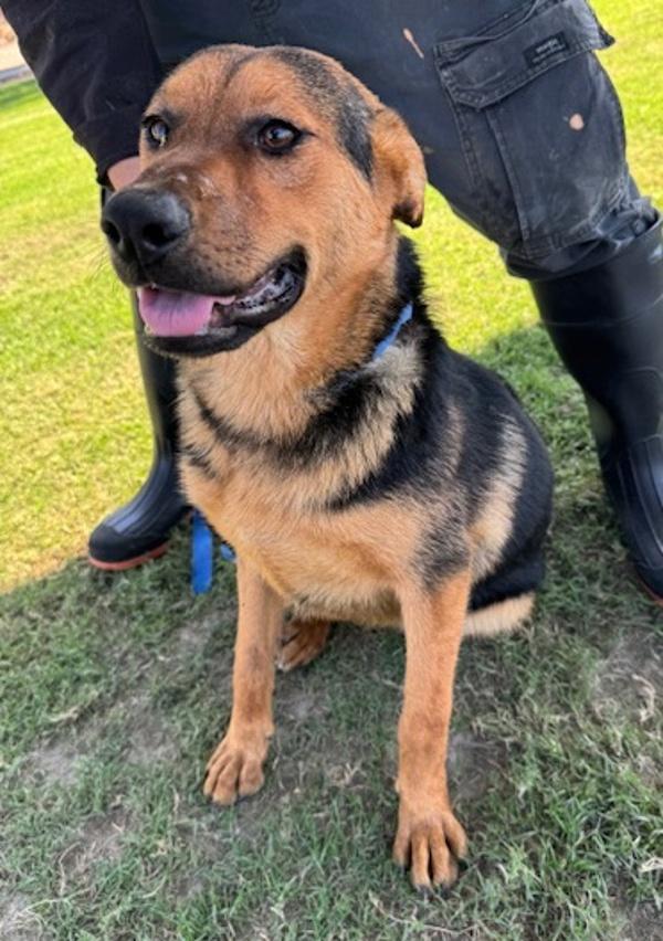 Enlarge Michelle, a Adoptable mixed breed in Tulare, CA image 1/2