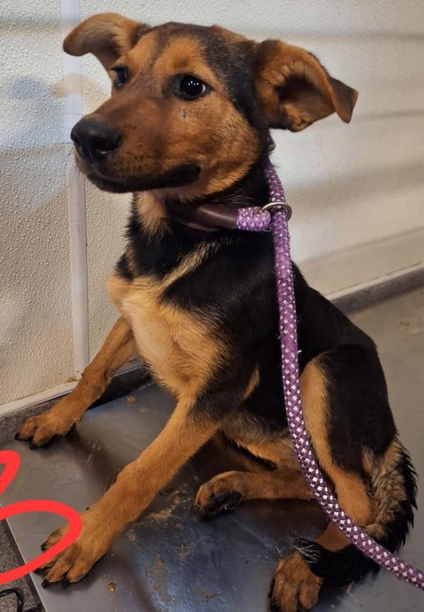 Enlarge Michelle, a Adoptable mixed breed in Tulare, CA image 2/2