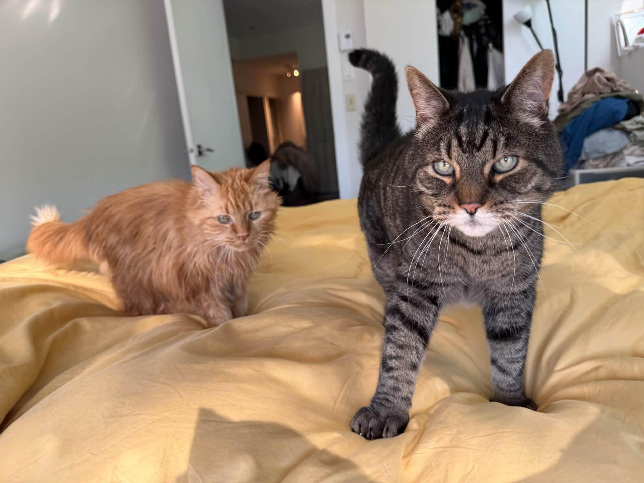 BONDED PAIR Charlie & Joe (humanitarian adoption), a ADOPTABLE Domestic Medium Hair in Montreal, QC image 1/6