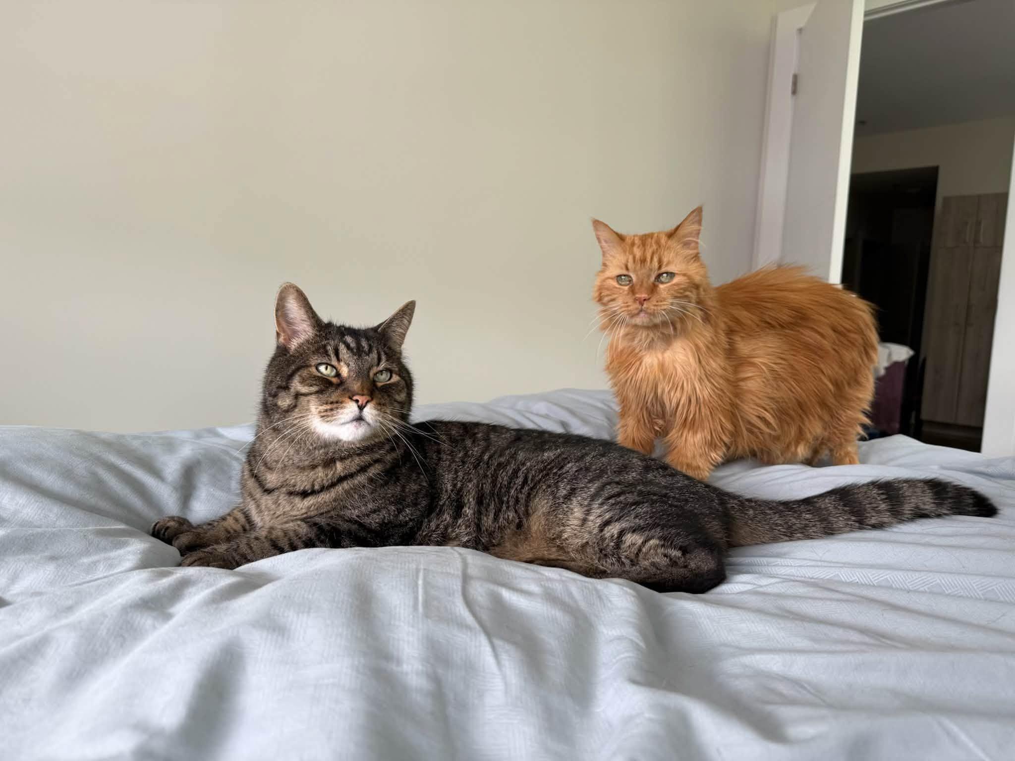 BONDED PAIR Charlie & Joe (humanitarian adoption), a ADOPTABLE Domestic Medium Hair in Montreal, QC image 5/6